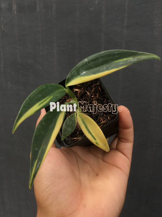 Scindapsus Coreaceus Variegated