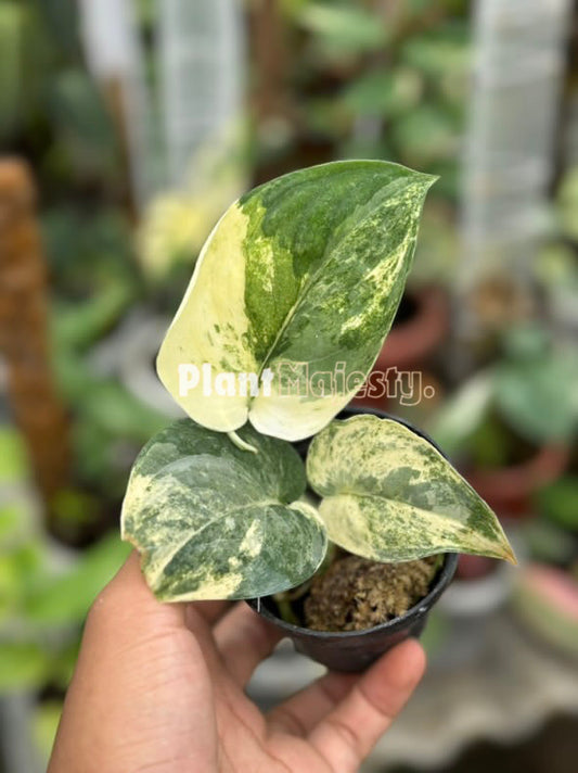 Scindapsus Mangurai Variegated