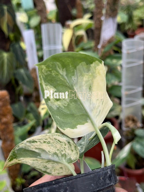 Scindapsus Mangurai Variegated