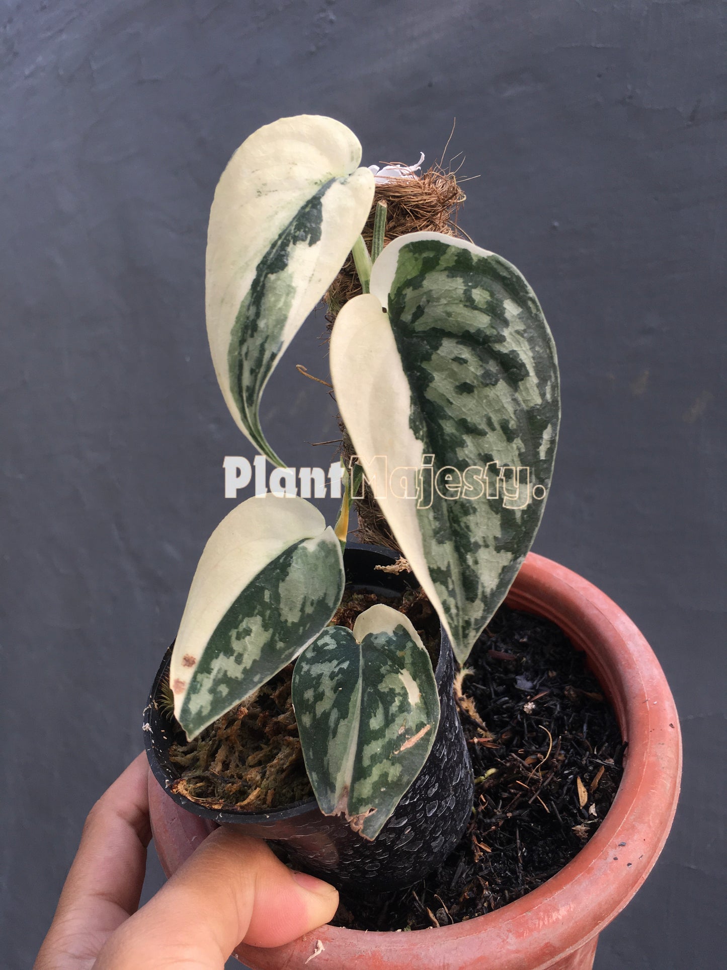 Scindapsus Mayari Variegated