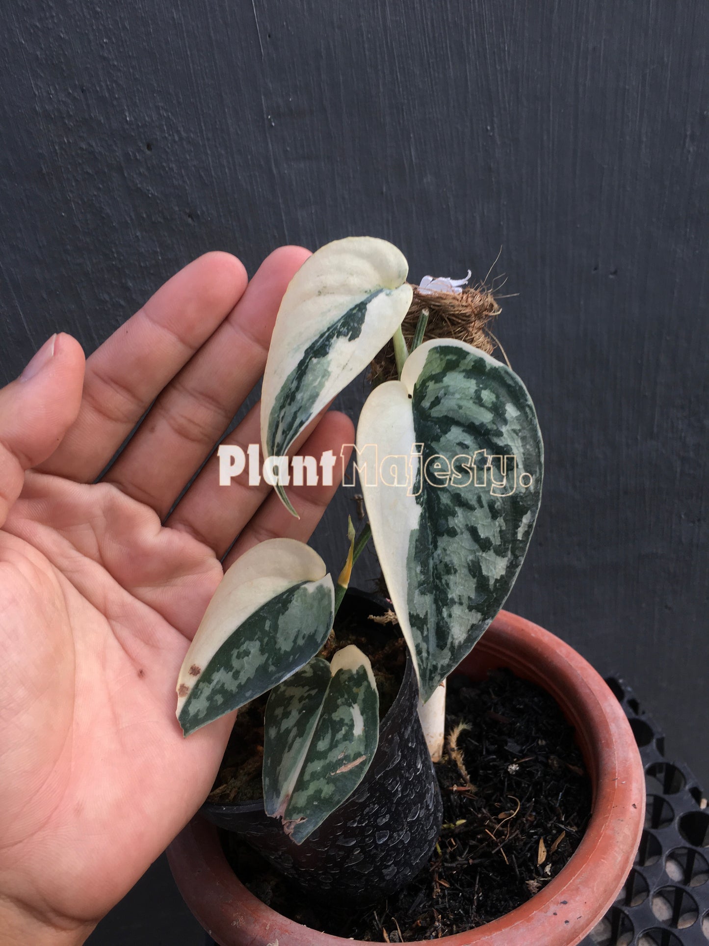 Scindapsus Mayari Variegated