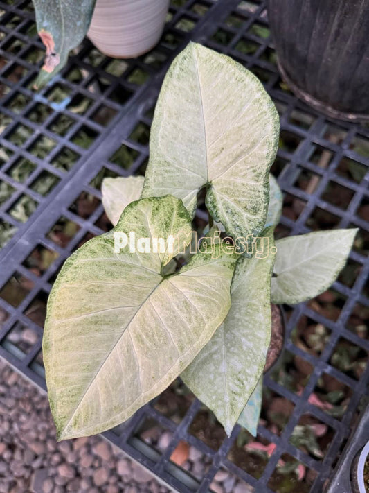 Syngonium Avocado Milkshake Butterfly Variegated