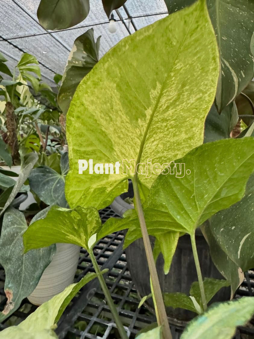 Syngonium Avocado Milkshake Butterfly Variegated