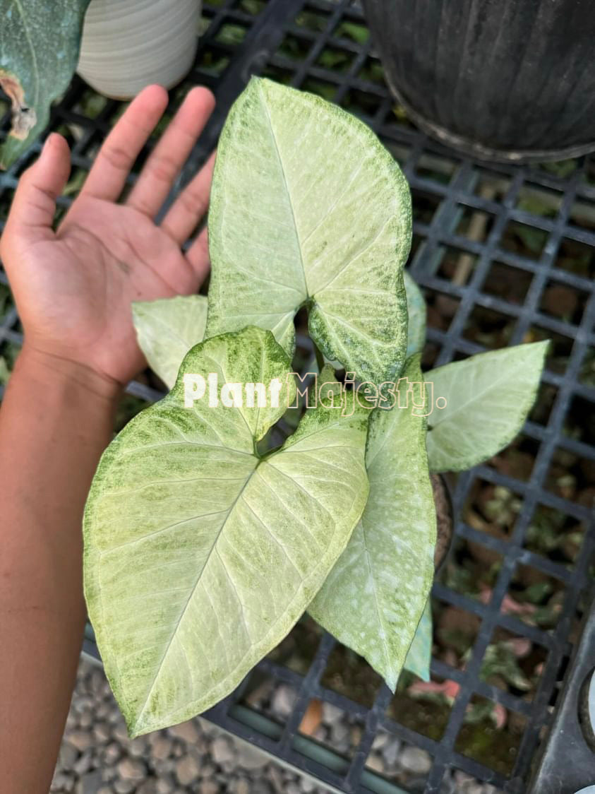 Syngonium Avocado Milkshake Butterfly Variegated