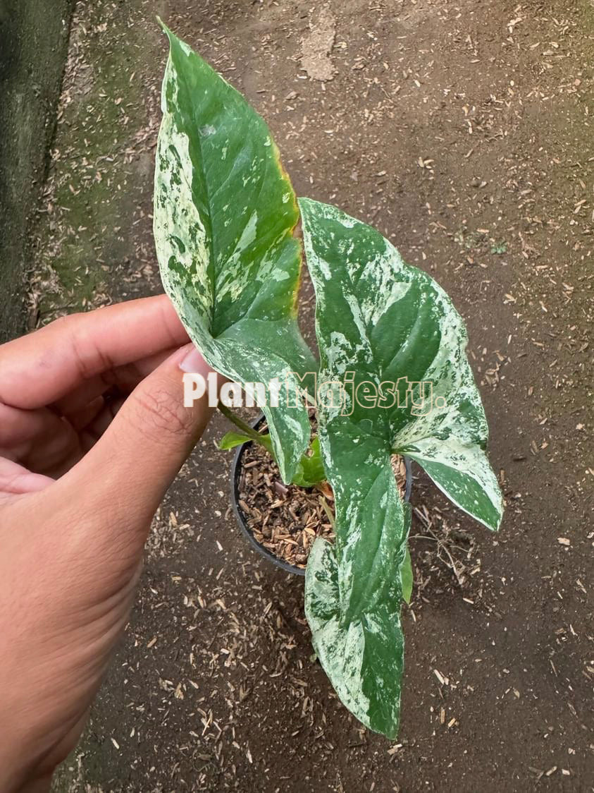 Syngonium Faustina Mint