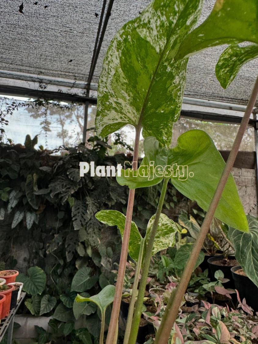 Syngonium Faustina Mint