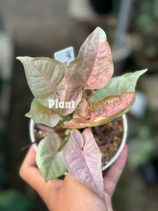 Syngonium Pink Anya