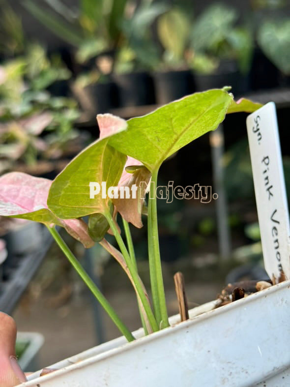 Syngonium Pink Venom