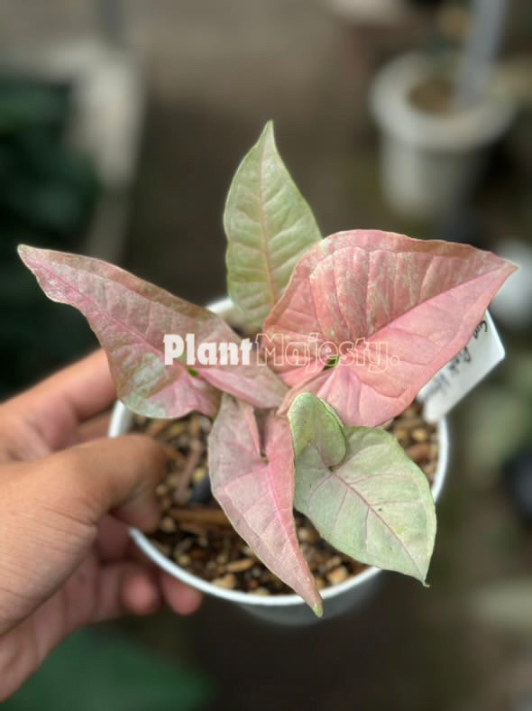 Syngonium Pink Venom