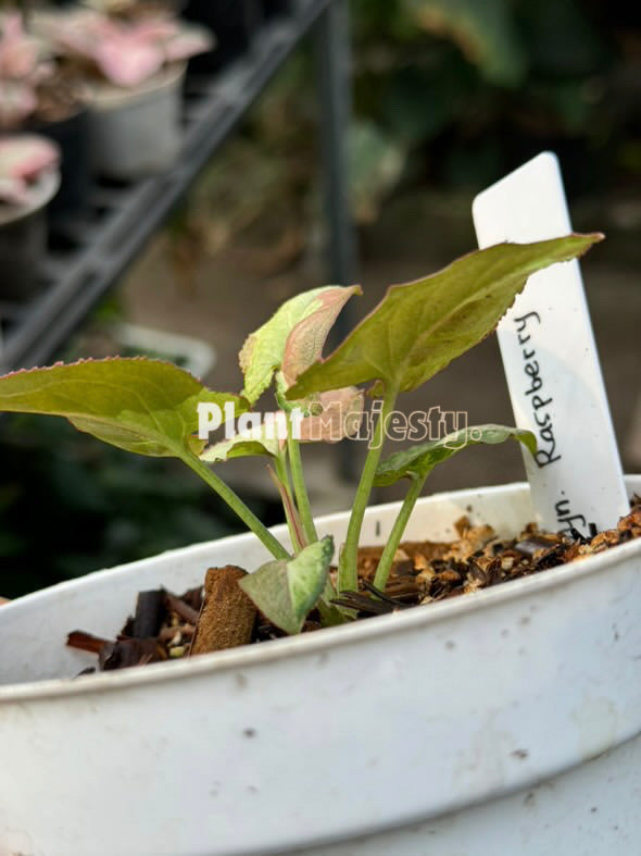 Syngonium Raspberry Variegated