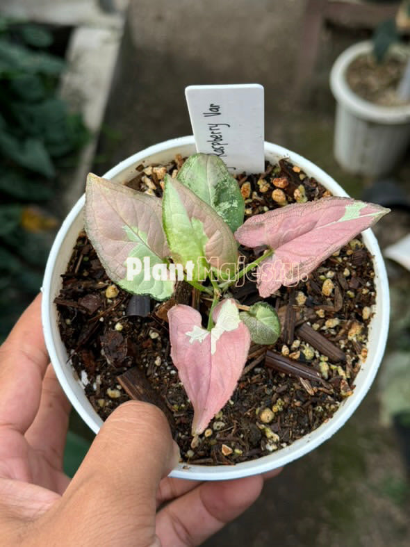 Syngonium Raspberry Variegated