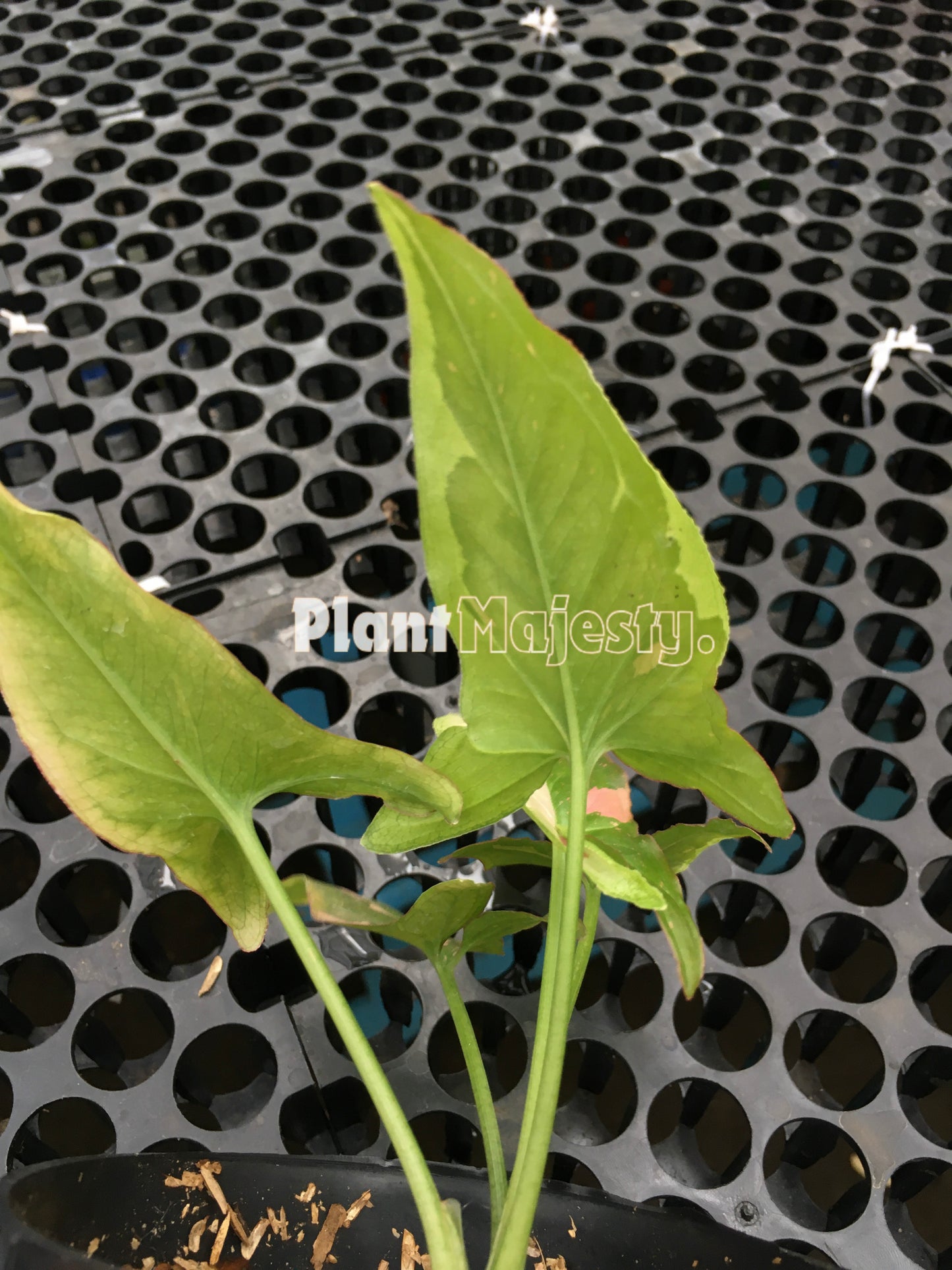 Syngonium Roter Fleck Tricolor Schokolade