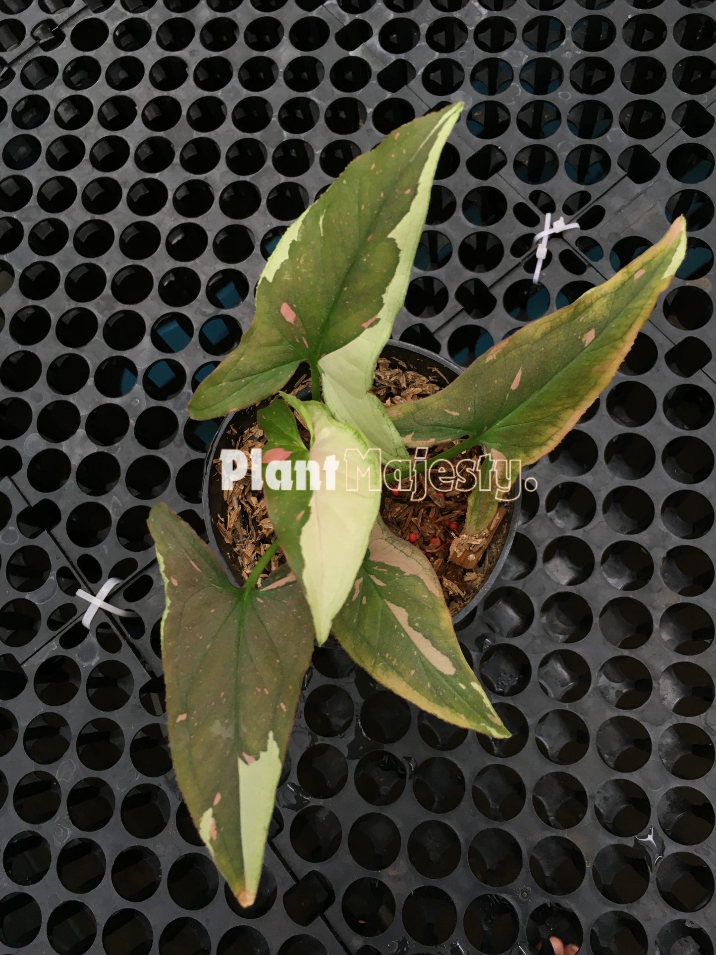 Syngonium Roter Fleck Tricolor Schokolade