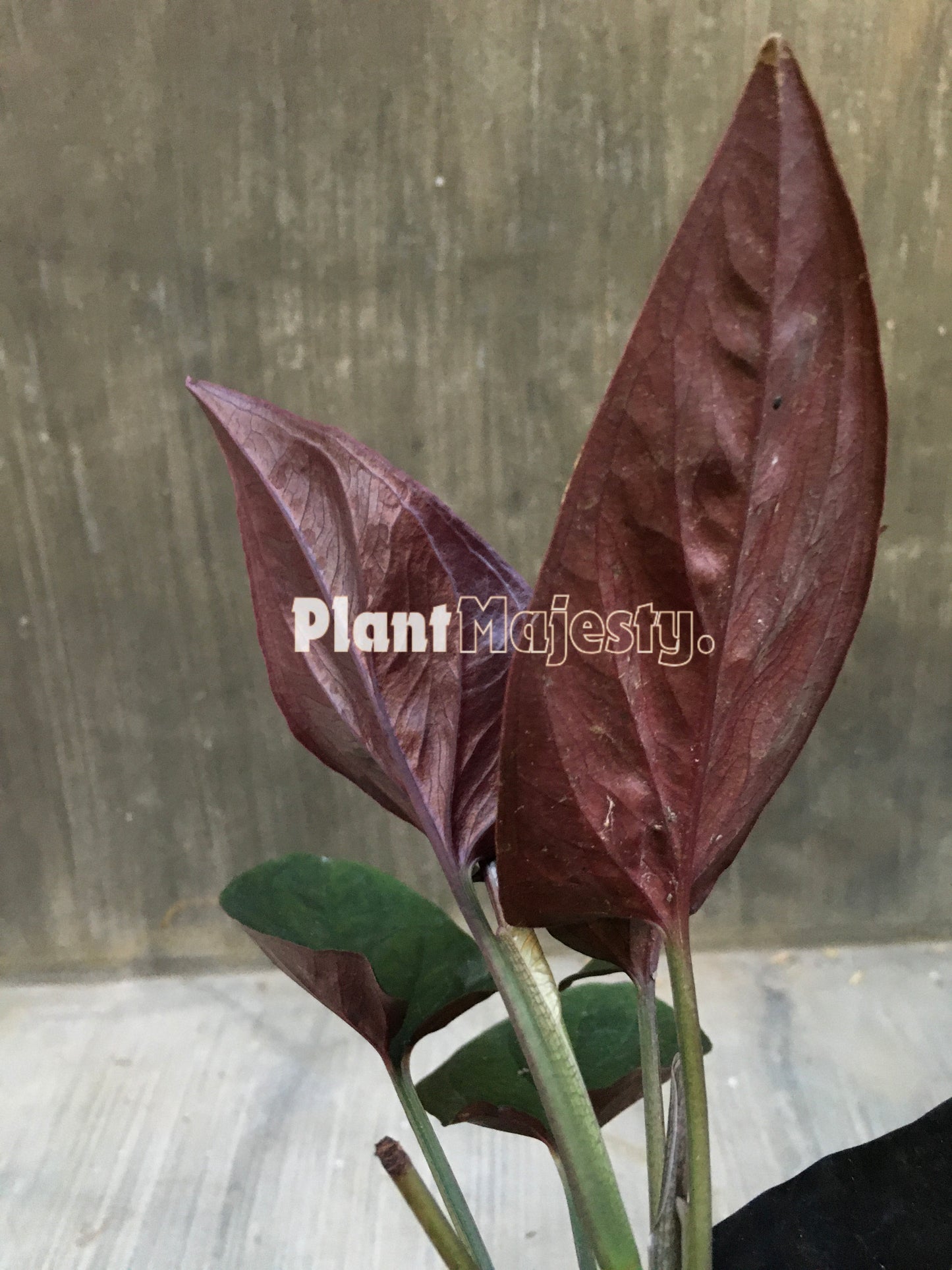 Syngonium Roter Pfeil