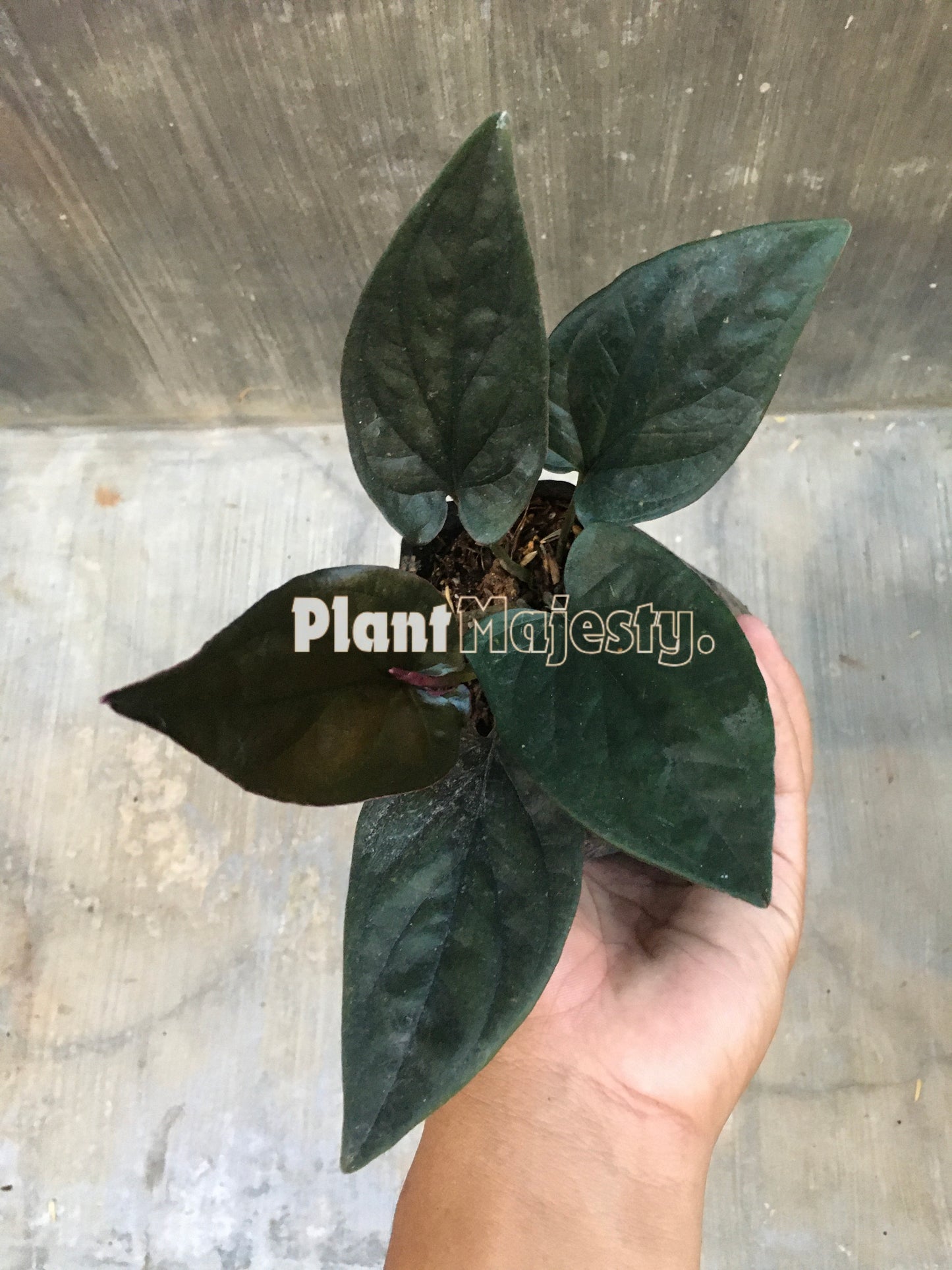 Syngonium Roter Pfeil