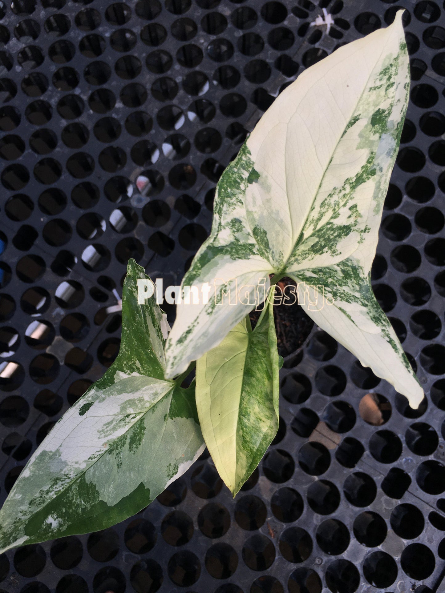 syngonium Albo Variegated, live syngonium Albo Variegated, live syngonium Albo Variegated plant, syngonium Albo Variegated plants, live syngonium Albo Variegated green, rare syngonium Albo Variegated plants, rare syngonium Albo Variegated, popular syngonium Albo Variegated, tropical syngonium Albo Variegated, tropical syngonium Albo Variegated plants, indoor plant, outdoor