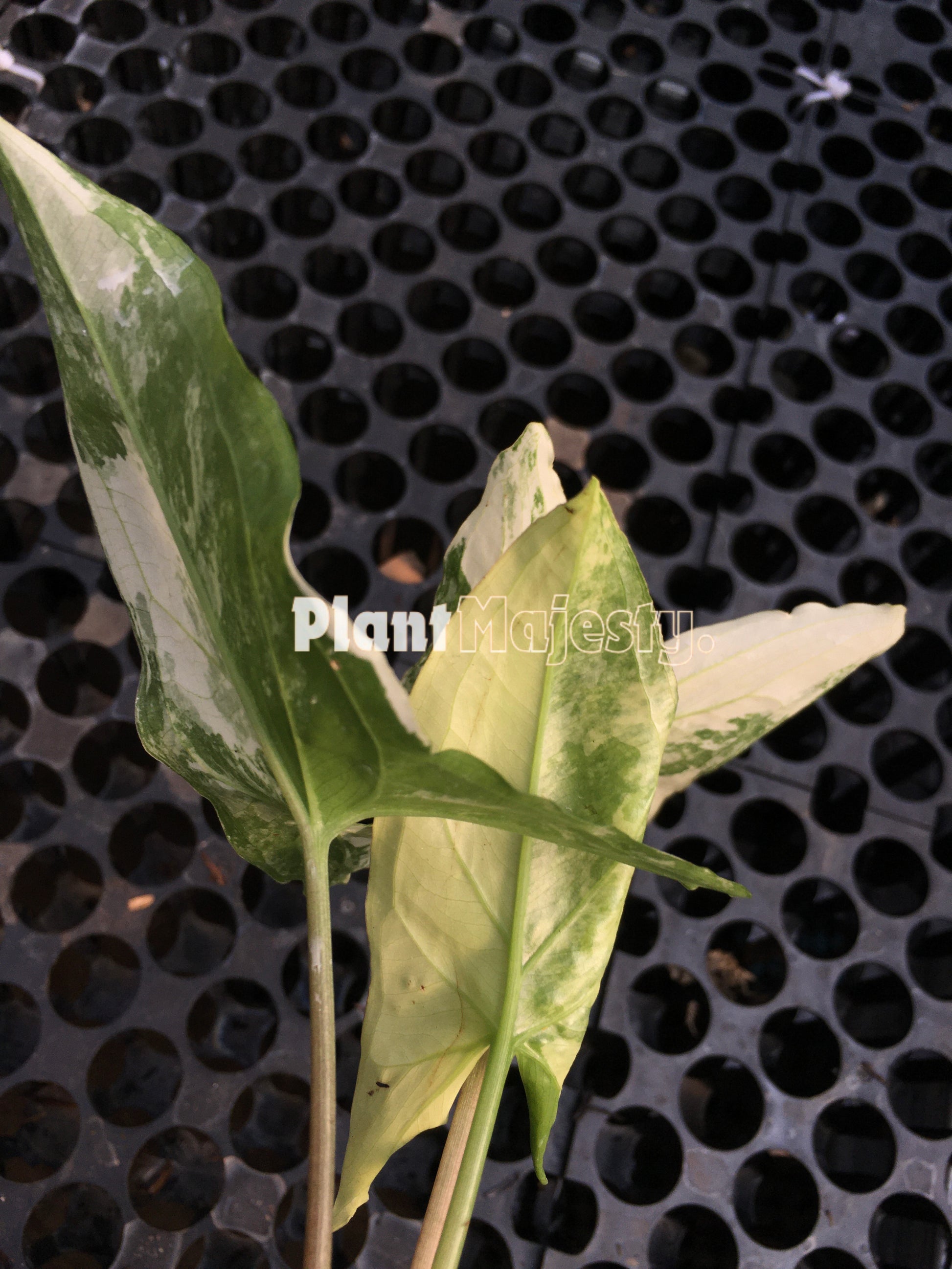 syngonium Albo Variegated, live syngonium Albo Variegated, live syngonium Albo Variegated plant, syngonium Albo Variegated plants, live syngonium Albo Variegated green, rare syngonium Albo Variegated plants, rare syngonium Albo Variegated, popular syngonium Albo Variegated, tropical syngonium Albo Variegated, tropical syngonium Albo Variegated plants, indoor plant, outdoor