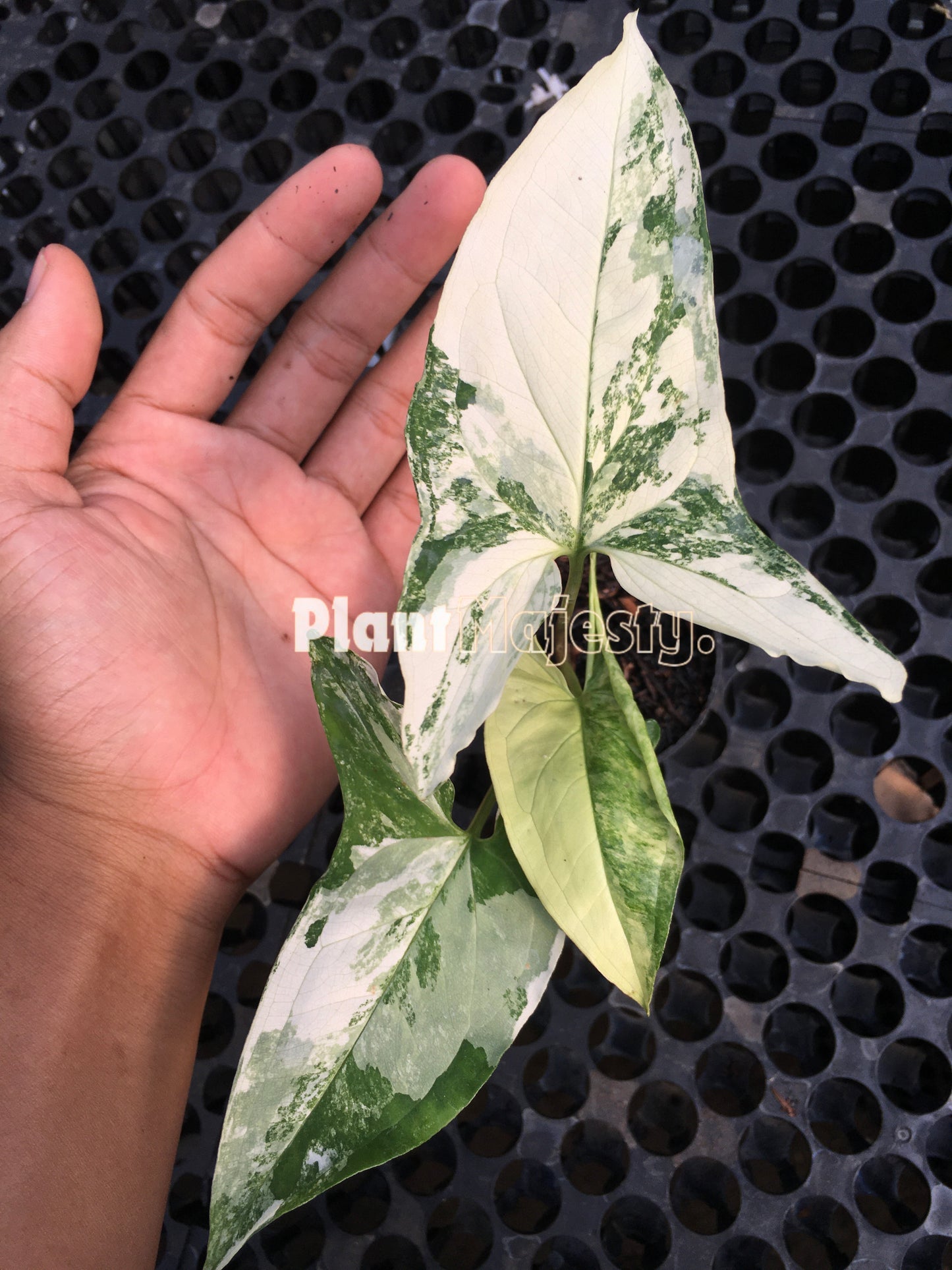 syngonium Albo Variegated, live syngonium Albo Variegated, live syngonium Albo Variegated plant, syngonium Albo Variegated plants, live syngonium Albo Variegated green, rare syngonium Albo Variegated plants, rare syngonium Albo Variegated, popular syngonium Albo Variegated, tropical syngonium Albo Variegated, tropical syngonium Albo Variegated plants, indoor plant, outdoorsyngonium Albo Variegated, live syngonium Albo Variegated, live syngonium Albo Variegated plant, syngonium Albo Variegated plants, live s