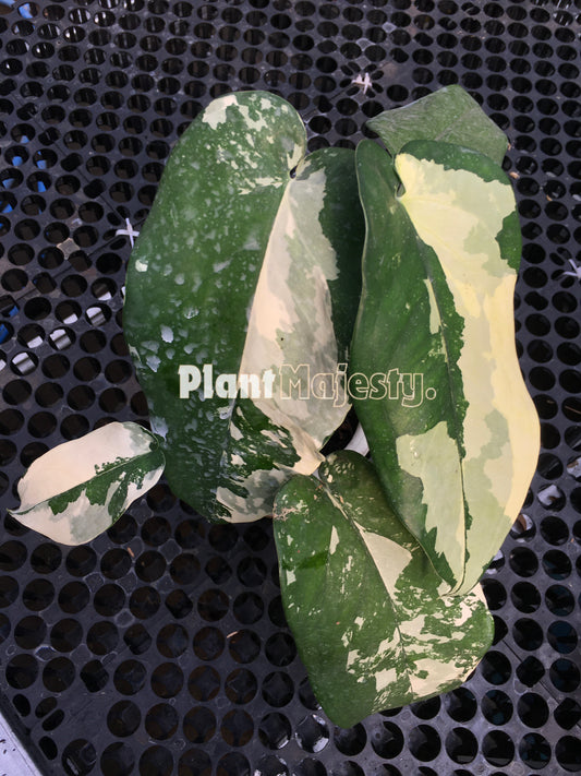 syngonium Chiapense Variegated, live syngonium Chiapense Variegated, live syngonium Chiapense Variegated plant, syngonium Chiapense Variegated plants, live syngonium Chiapense Variegated green, rare syngonium Chiapense Variegated plants, rare syngonium Chiapense Variegated, popular syngonium Chiapense Variegated, tropical syngonium Chiapense Variegated, tropical syngonium Chiapense Variegated plants, indoor plant, outdoor