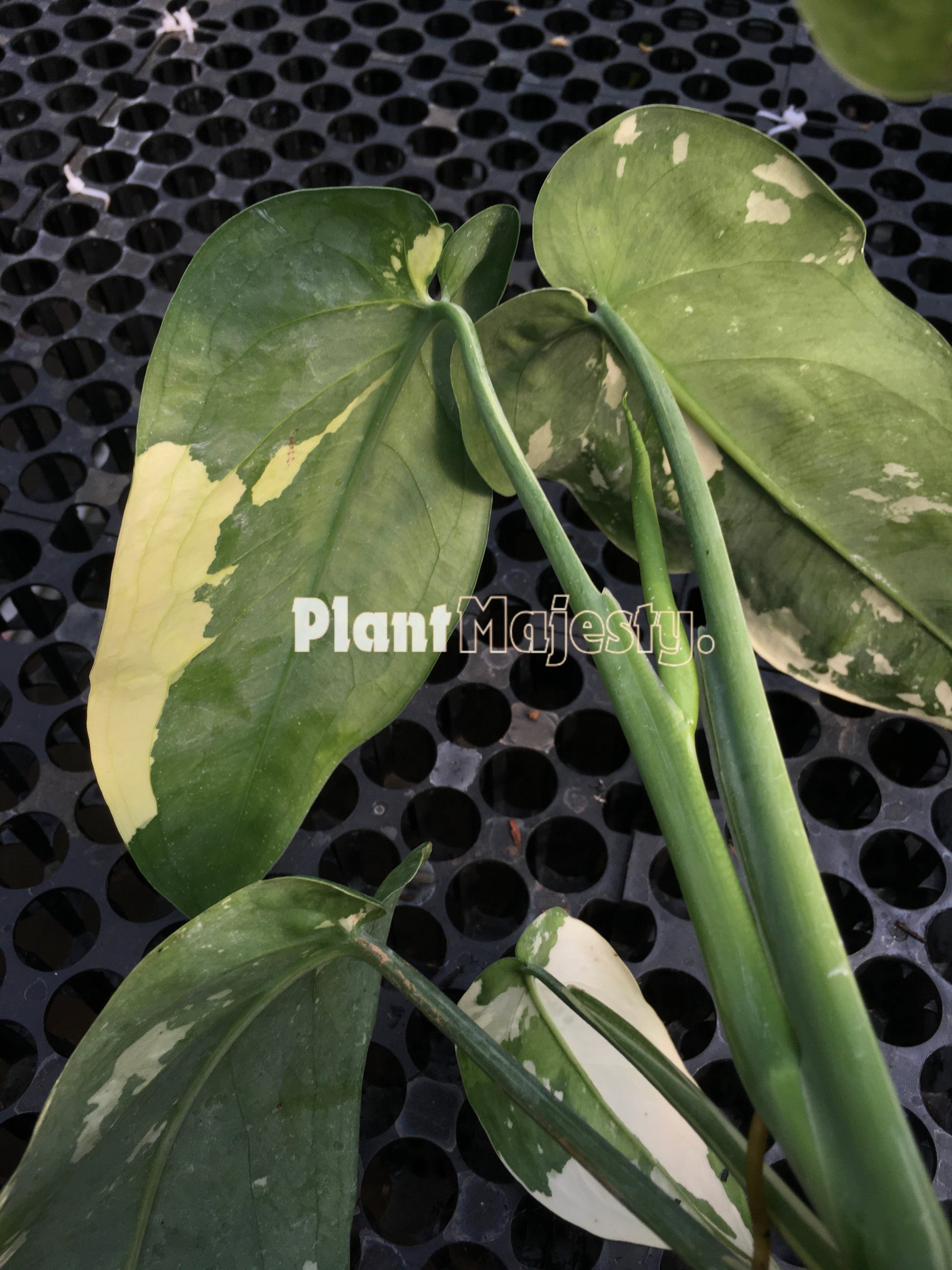 syngonium Chiapense Variegated, live syngonium Chiapense Variegated, live syngonium Chiapense Variegated plant, syngonium Chiapense Variegated plants, live syngonium Chiapense Variegated green, rare syngonium Chiapense Variegated plants, rare syngonium Chiapense Variegated, popular syngonium Chiapense Variegated, tropical syngonium Chiapense Variegated, tropical syngonium Chiapense Variegated plants, indoor plant, outdoor