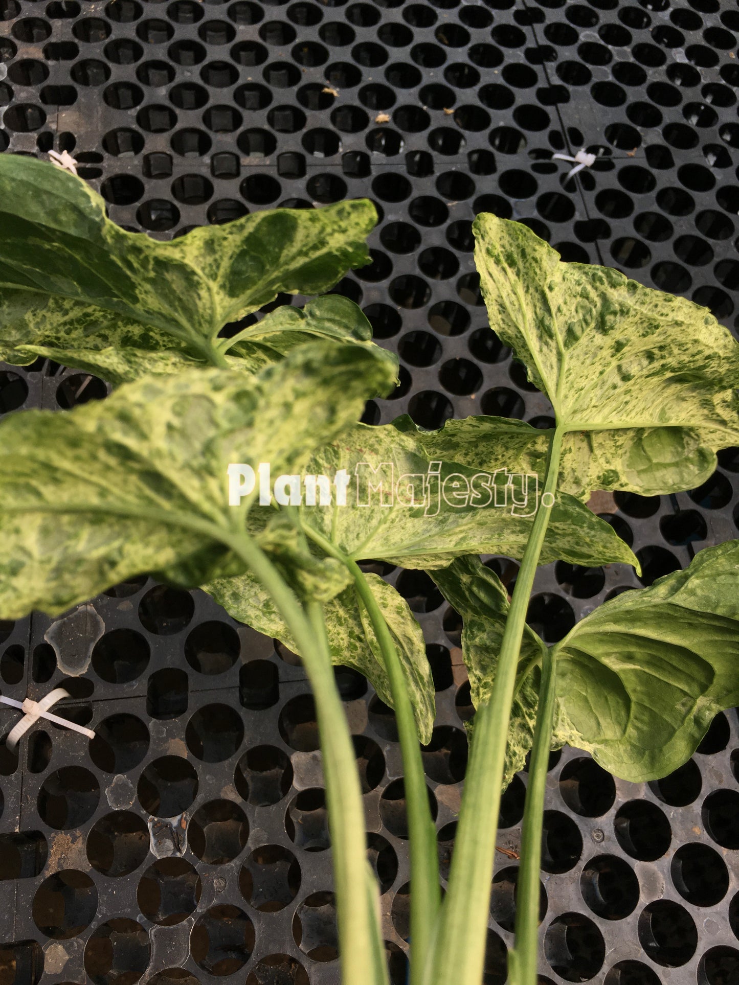 syngonium Mojito, live syngonium Mojito, live syngonium Mojito plant, syngonium Mojito plants, live syngonium Mojito green, rare syngonium Mojito plants, rare syngonium Mojito, popular syngonium Mojito, tropical syngonium Mojito, tropical syngonium Mojito plants, indoor plant, outdoor