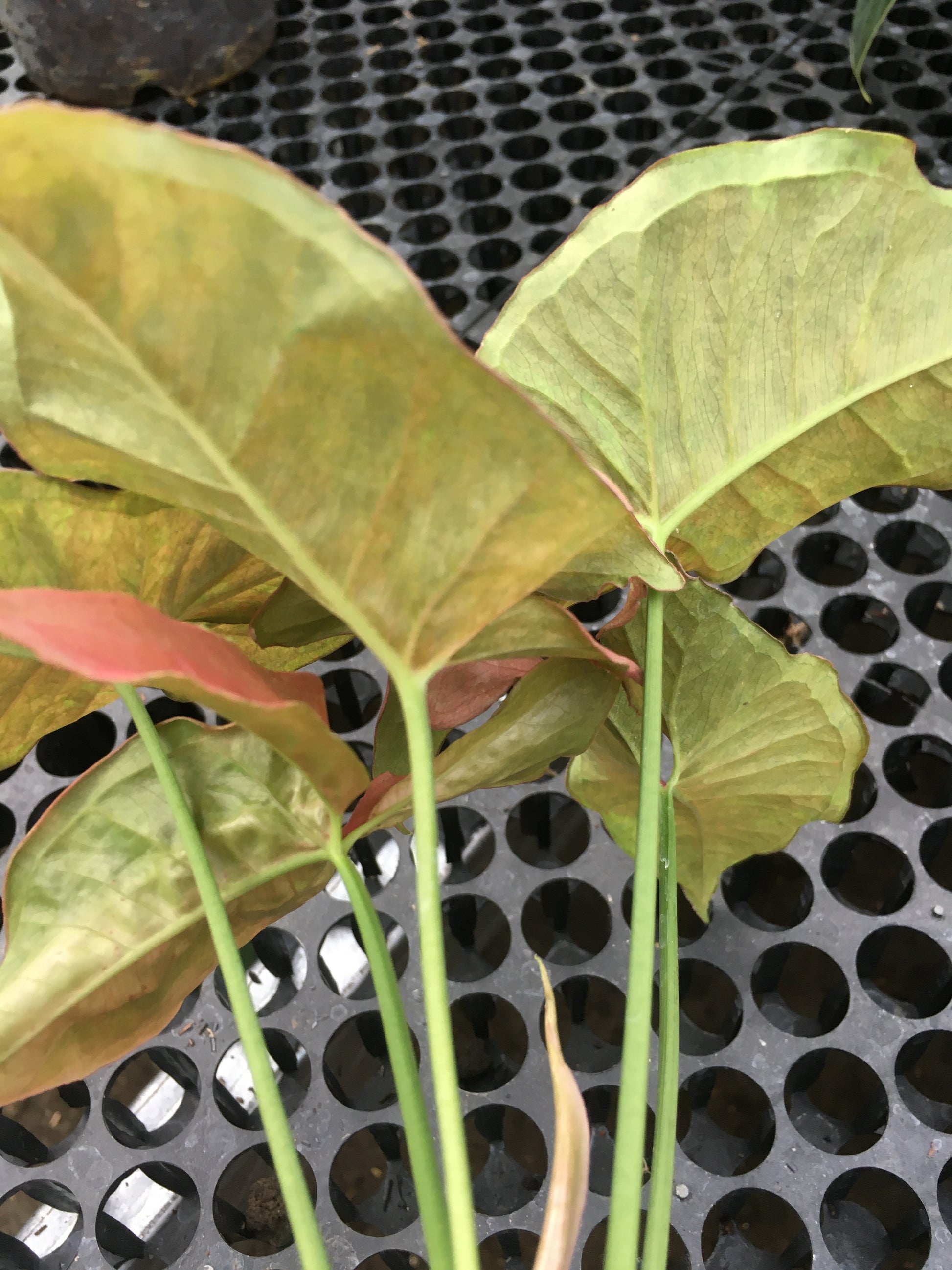 syngonium Pink Candy, live syngonium Pink Candy, live syngonium Pink Candy plant, syngonium Pink Candy plants, live syngonium Pink Candy green, rare syngonium Pink Candy plants, rare syngonium Pink Candy, popular syngonium Pink Candy, tropical syngonium Pink Candy, tropical syngonium Pink Candy plants, indoor plant, outdoor