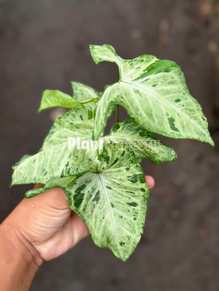 Syngonium freckles