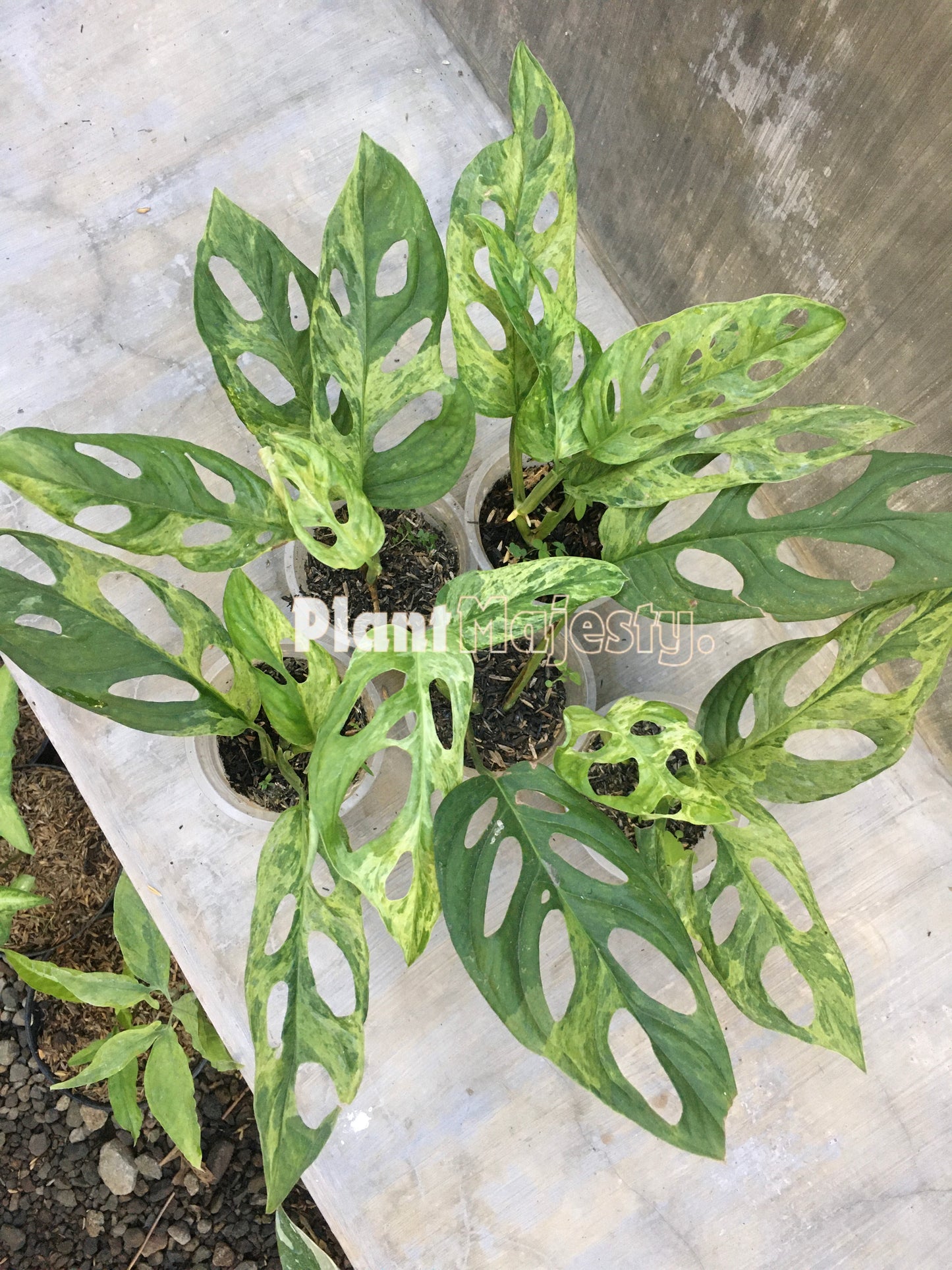 Wholesale 10x Monstera Adansoni Variegated Mint