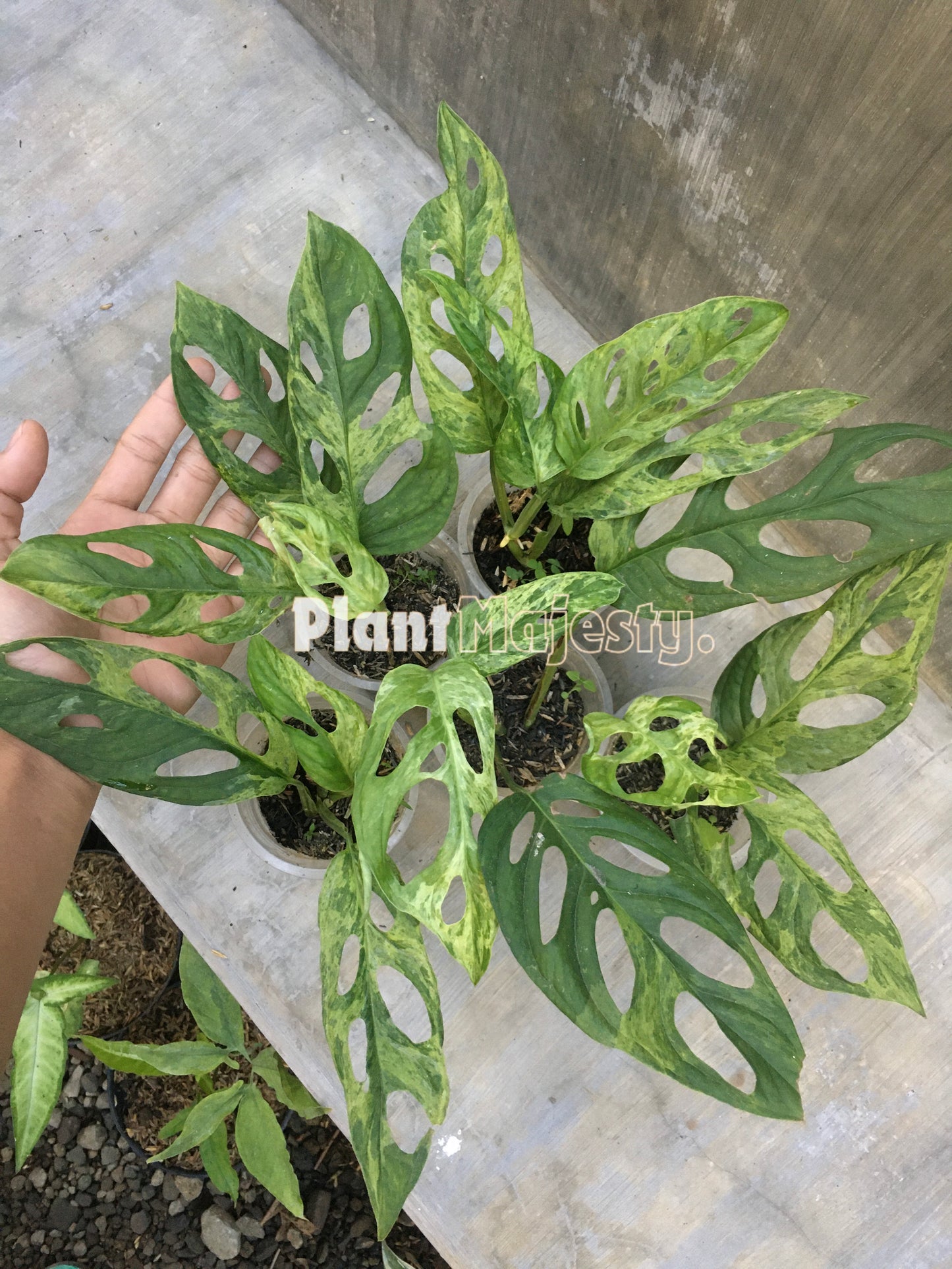 Wholesale 10x Monstera Adansoni Variegated Mint