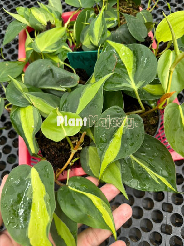 Wholesale 10x Philodendron Brazil