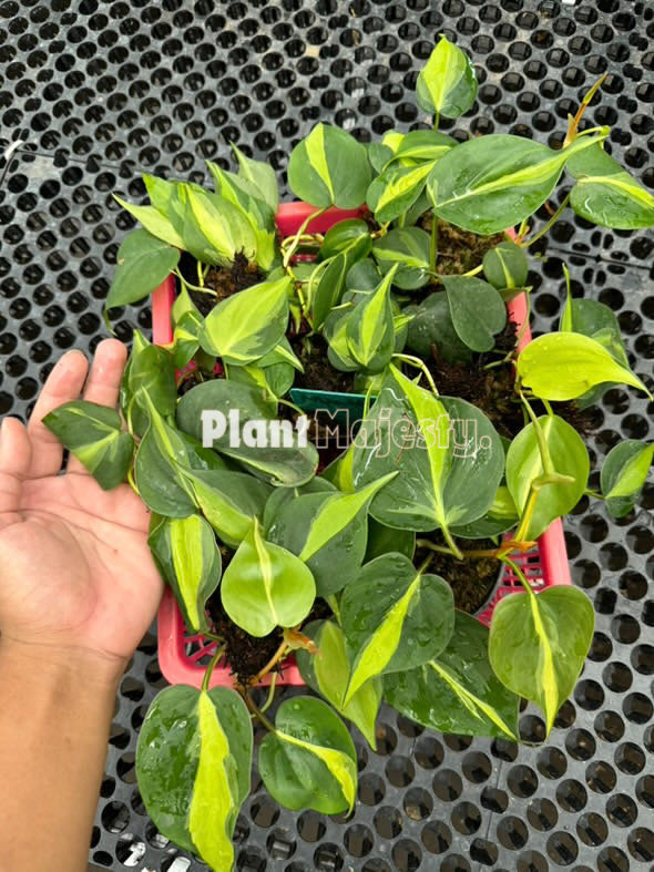 Wholesale 10x Philodendron Brazil