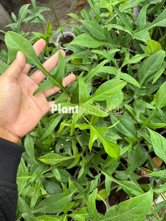 Wholesale 10x Philodendron Glad Hands