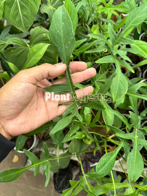 Wholesale 10x Philodendron Glad Hands