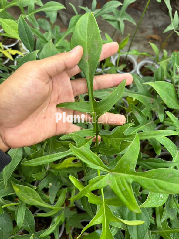 Wholesale 10x Philodendron Glad Hands