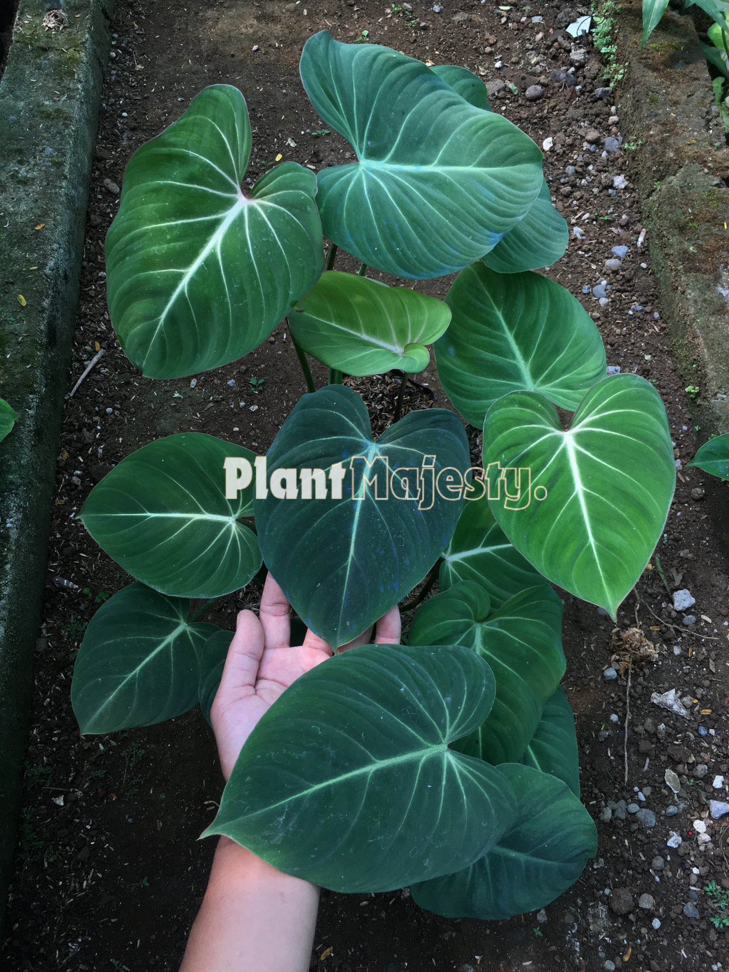 Wholesale 10x Philodendron Gloriousum