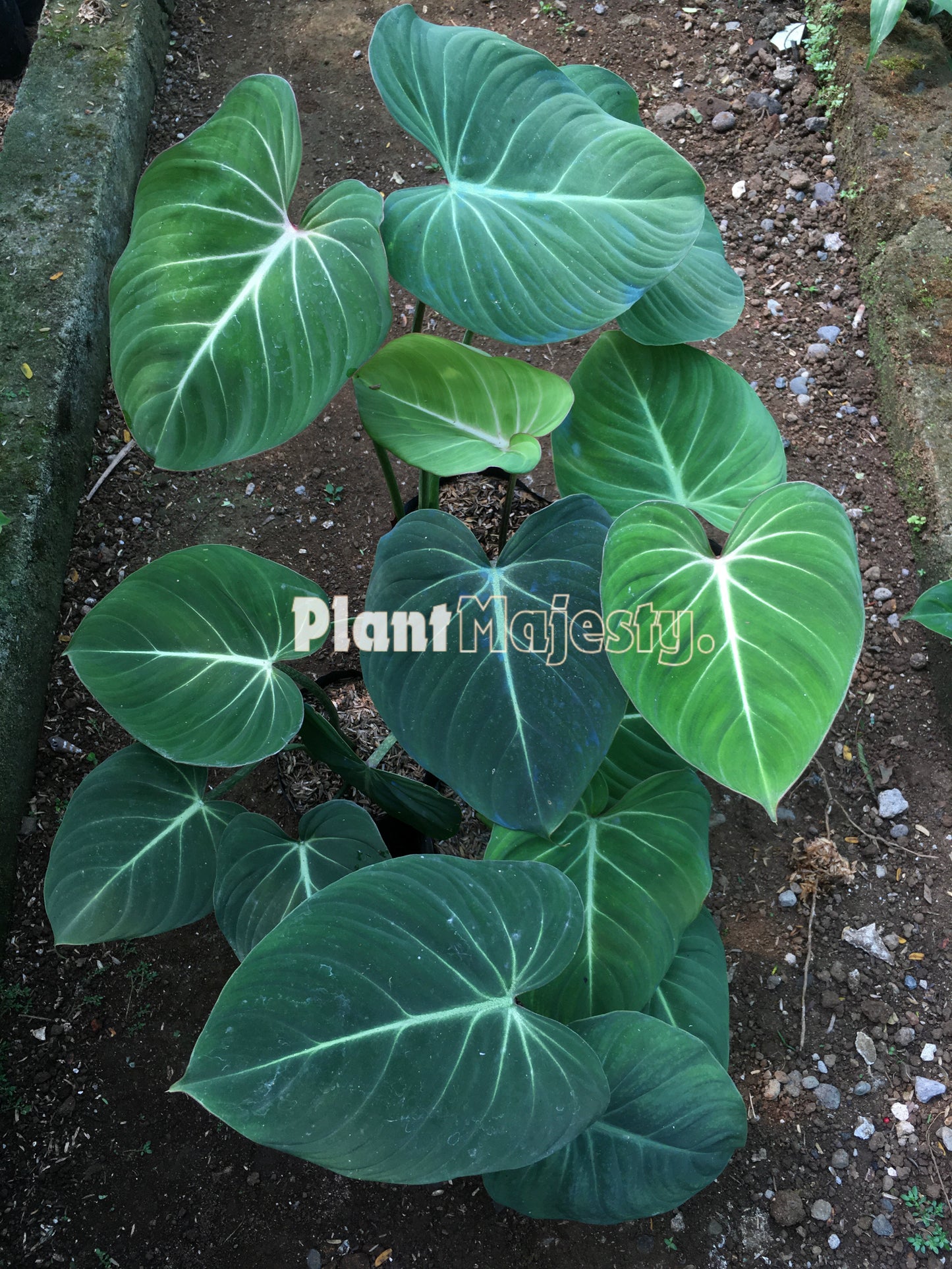 Wholesale 10x Philodendron Gloriousum