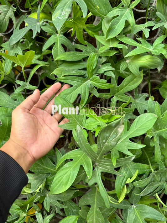 Wholesale 10x Philodendron Pedatum