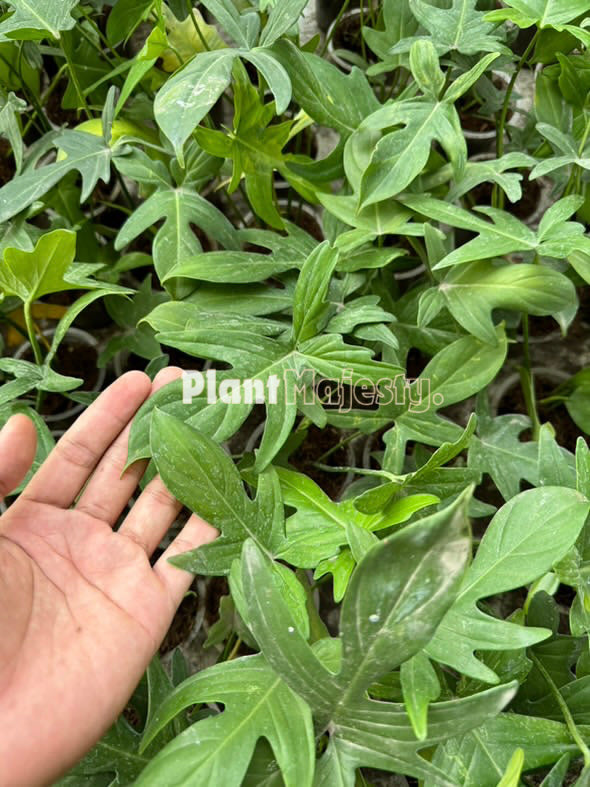 Wholesale 10x Philodendron Pedatum