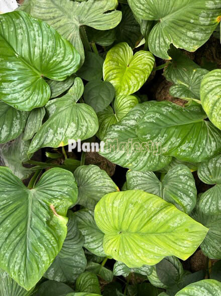 Wholesale 10x Philodendron Silver Cloud