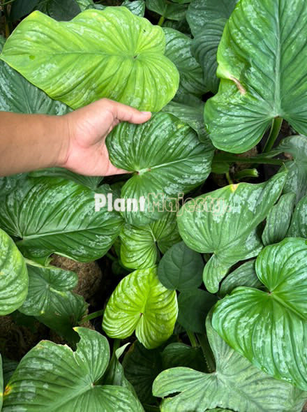 Wholesale 10x Philodendron Silver Cloud