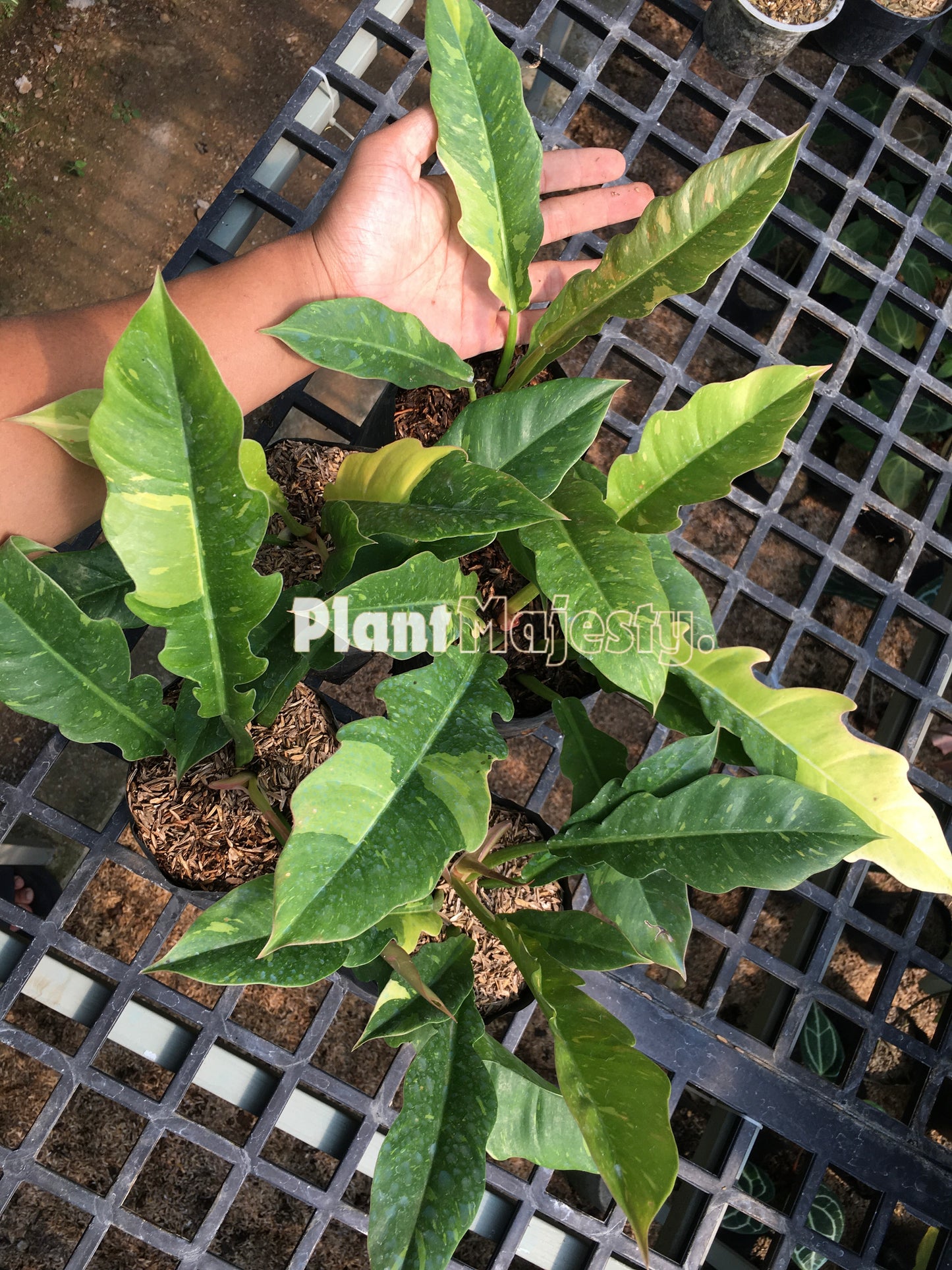 Wholesale 10x Philodendron Ring of Fire