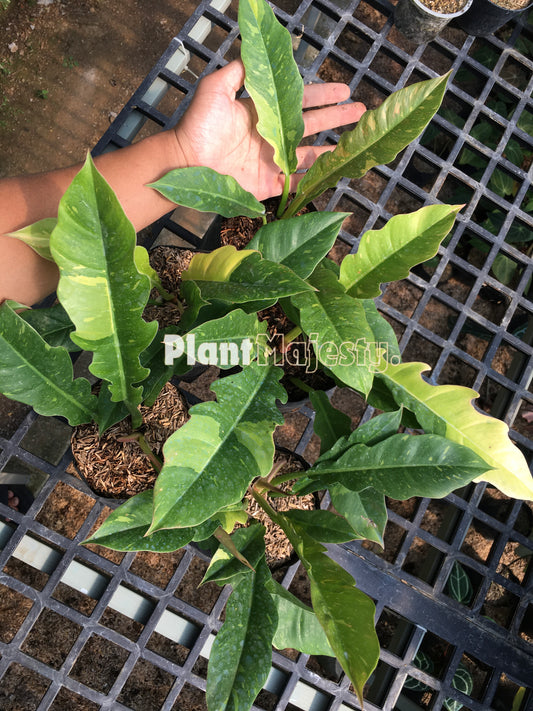 Wholesale 10x Philodendron Ring of Fire