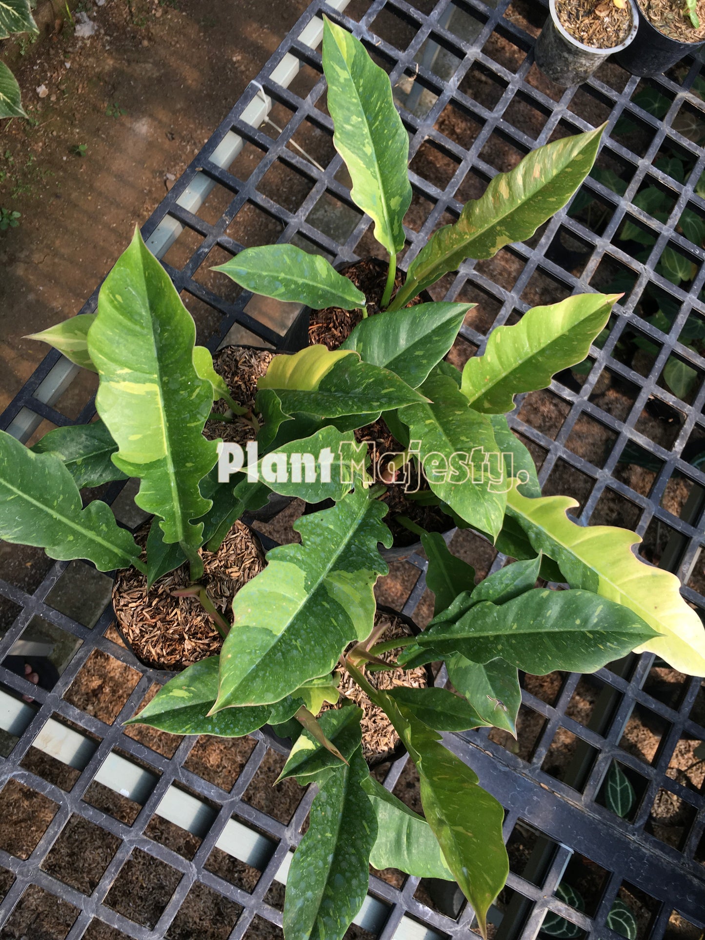 Wholesale 10x Philodendron Ring of Fire