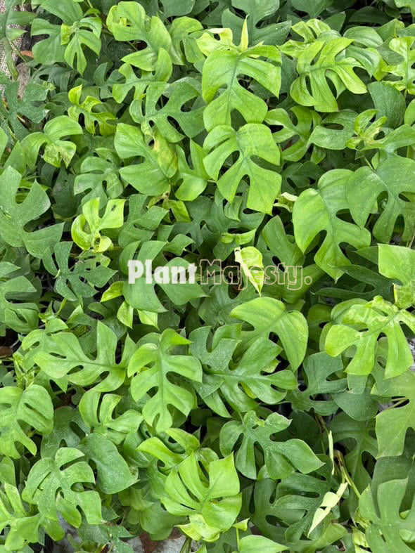 Wholesale 10x Rhaphidophora Tetrasperma