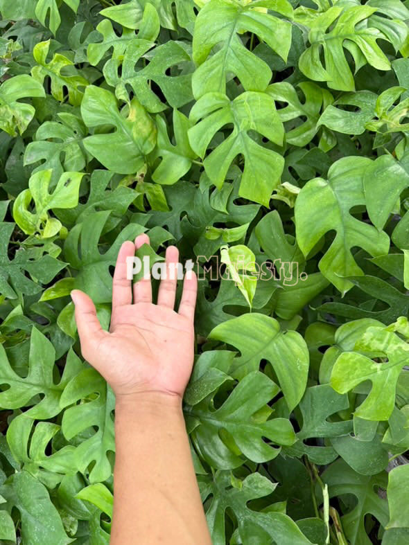 Wholesale 10x Rhaphidophora Tetrasperma