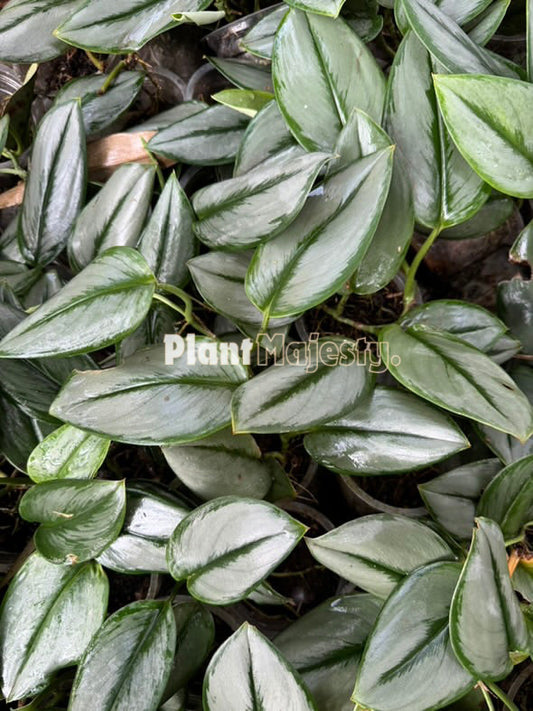 Wholesale 10x Scindapsus Truebi Silver