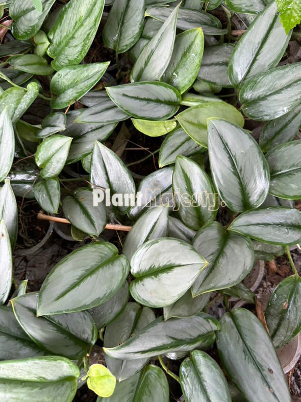 Wholesale 10x Scindapsus Truebi Silver