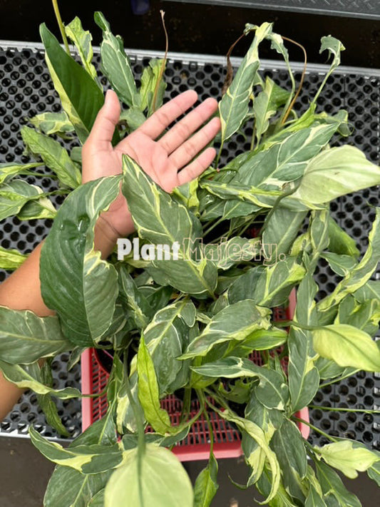 Wholesale 10x Spathiphyllum Deli Delhi Yellow