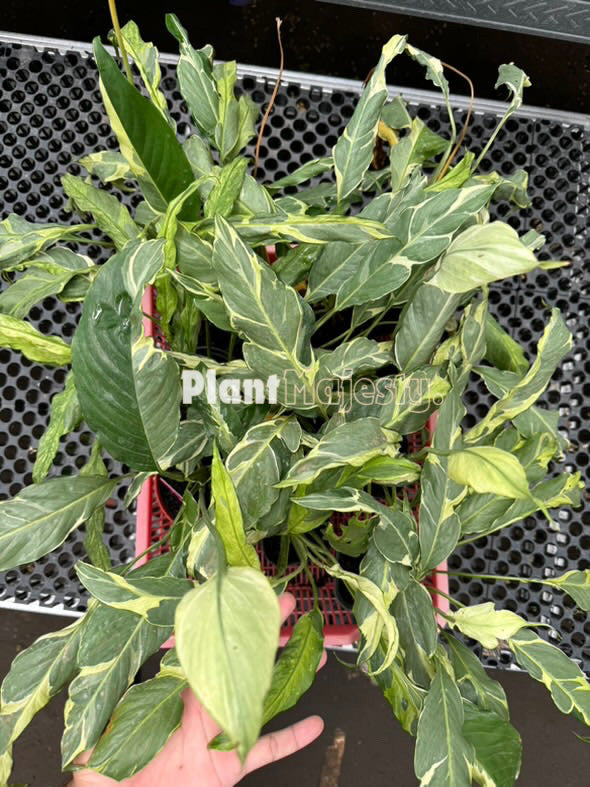 Wholesale 10x Spathiphyllum Deli Delhi Yellow