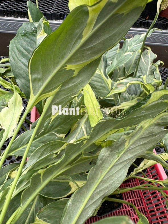 Wholesale 10x Spathiphyllum Deli Delhi Yellow